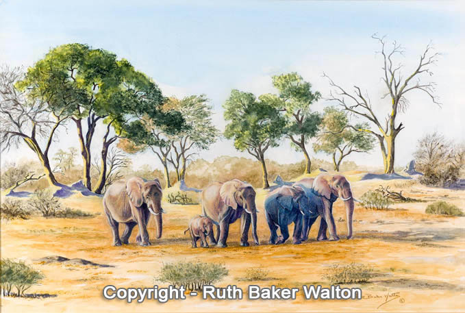 Rhythms of the Wild Nature explored in verse writen by Ruth Baker Walton